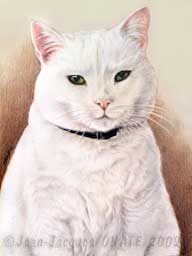 Opalyne, chat blanc europen reprsent en portrait par Jean-Jacques Onate